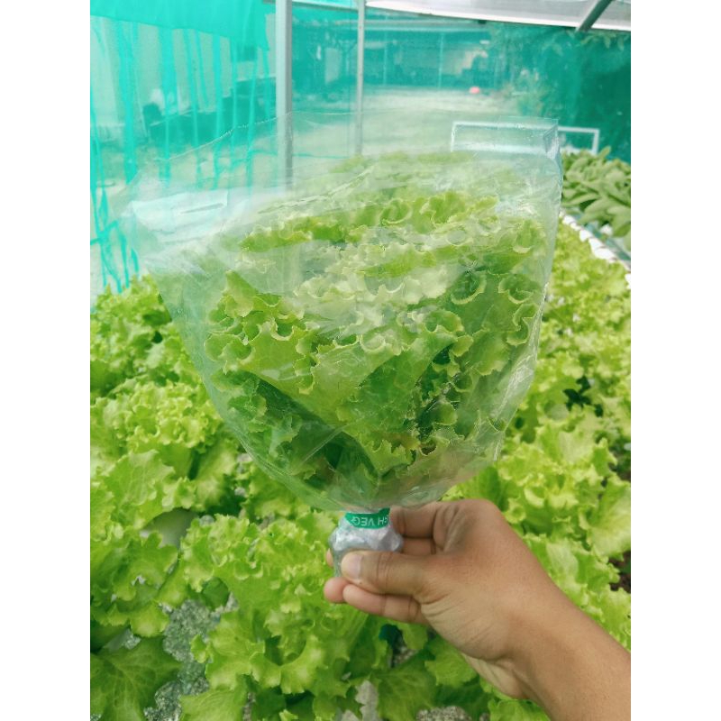 

selada segar batavia myrtel