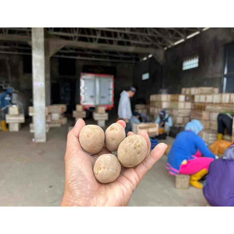 Sedia Disini BIBIT KENTANG G2 GRANOLA L BERSERTIFIKAT BENIH POTATO G 2