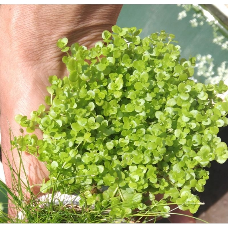 Monte carlo tanaman aquascape