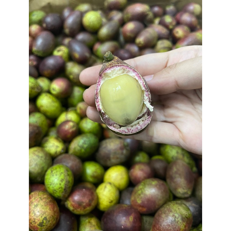 

Matoa Buah 3 Rasa Lengkeng Rambutan Durian 1kg