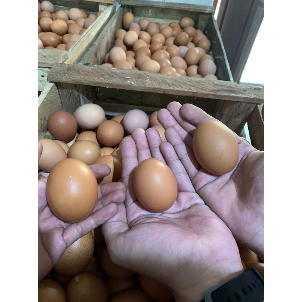 

Telur Ayam Negri 1kg (isi 16-17) GradeA