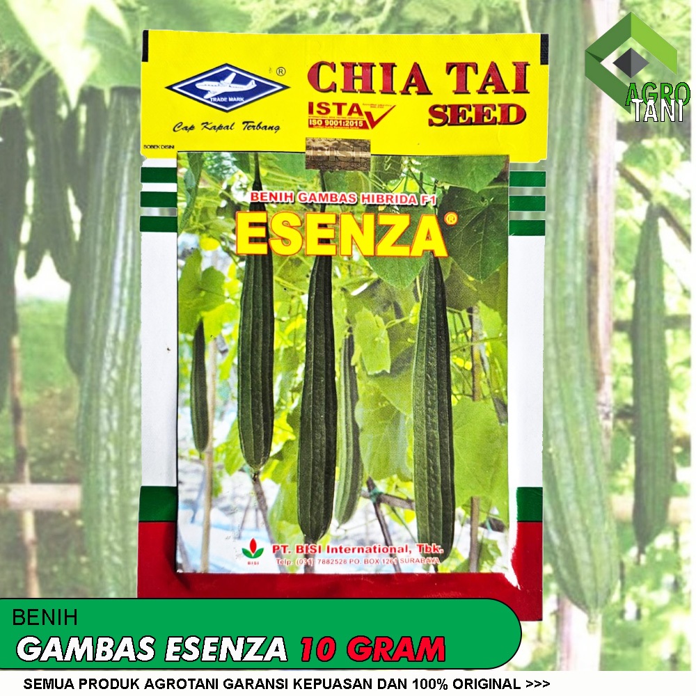 Benih Gambas Ezensa 10 gram Cap Kapal Terbang | Benih gambas Esenza 10 gram
