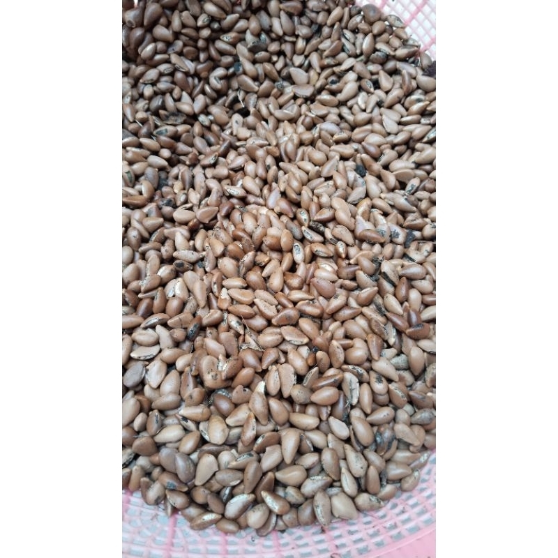 biji sawo kecik / sawo manila