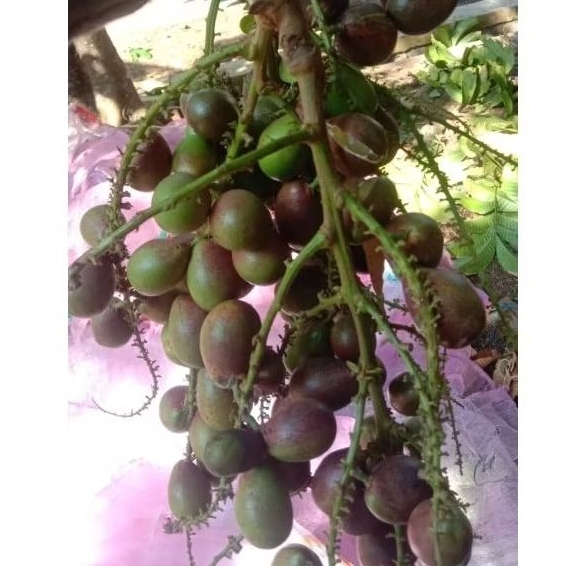 

Buah Matoa 5 Kg Fresh Baru Petik