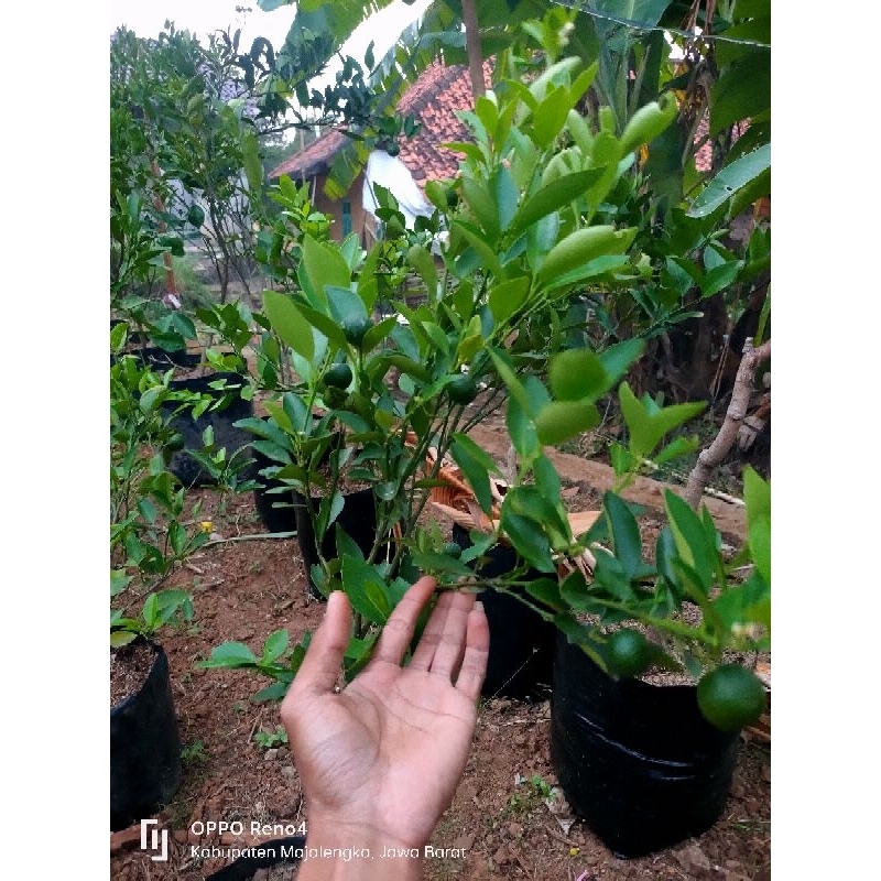 Bibit jeruk peras berbuah