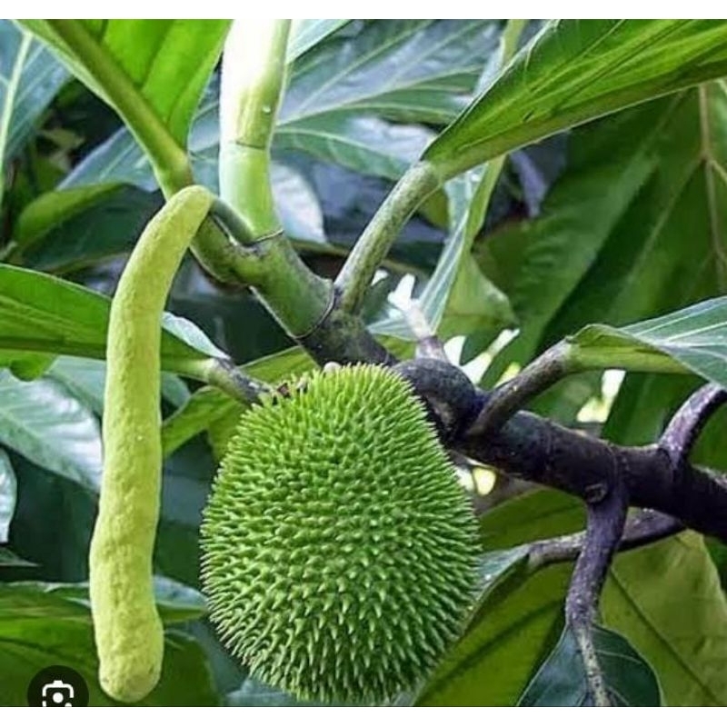 

Bunga Klewih Kelewih Langka 1 Pendul Segar Baru Petik Obat Herbal Tradisional Termurah