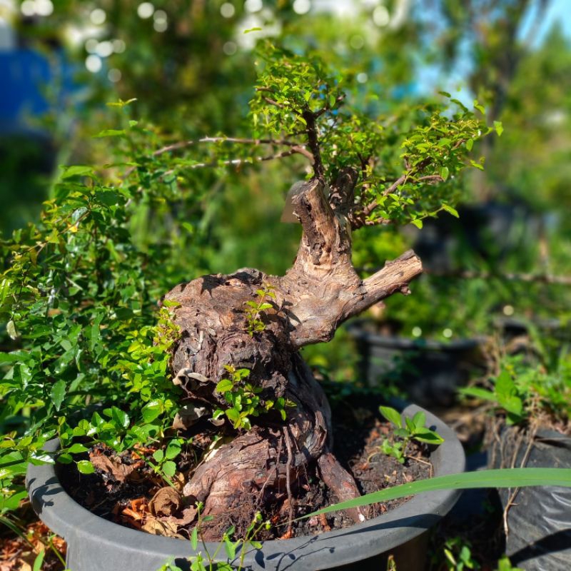 Bonsai Kibesi prospek
