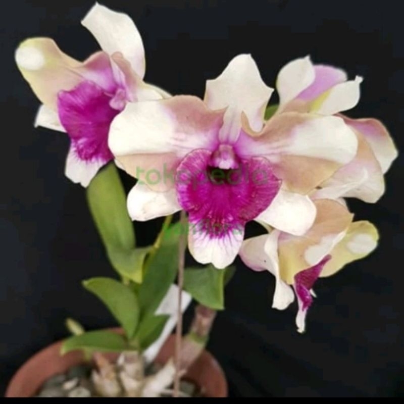 Dendrobium King dragon strike