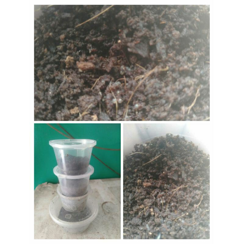 telur killifish guenteri red 1cup isi 70 butir