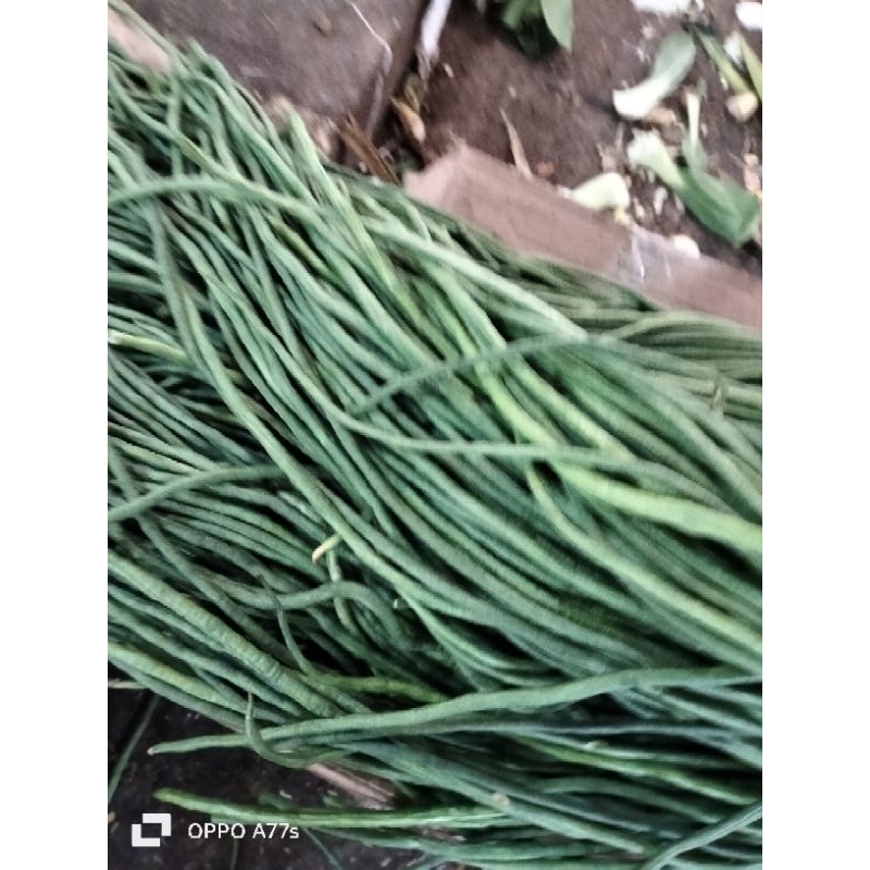 

kacang panjang