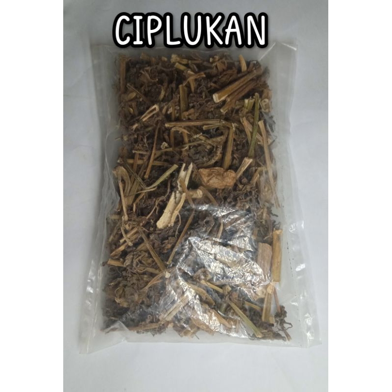 

Ciplukan Kering Cacah Daun Batang Dan Buah