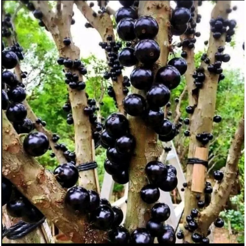 Bibit Tanaman Indukan ANGGUR PRECO anggur pohon/anggur Brazil tinggi 1 meter lebih batang besar