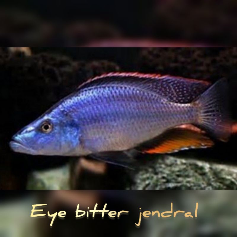 jendral blue eye bitter cichlid