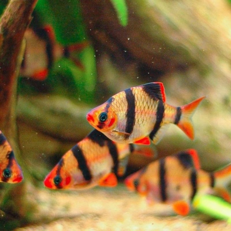 Sumatra Tiger Barb