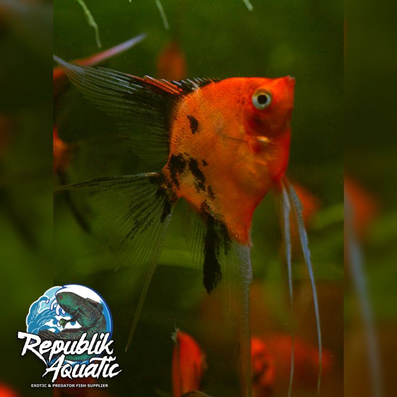 

Angelfish Red Devil (Paket ternak)