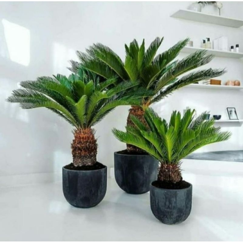 Tanaman Sikas Besar  / Mawar Jambe / Palem Sikas / Cycadinae / Cycas