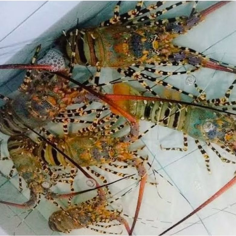 

Live Lobster Mutiara (Papua) 500Gram