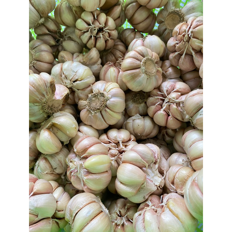 

BAWANG PUTIH IMPORT FRESH