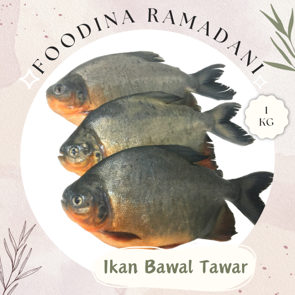 

IKAN BAWAL Tawar - Pomfret Fresh [ Berat 1.000gr ] Harga Per KG