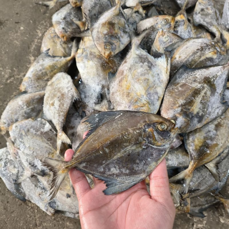 

Ikan Bawal KW 10kg