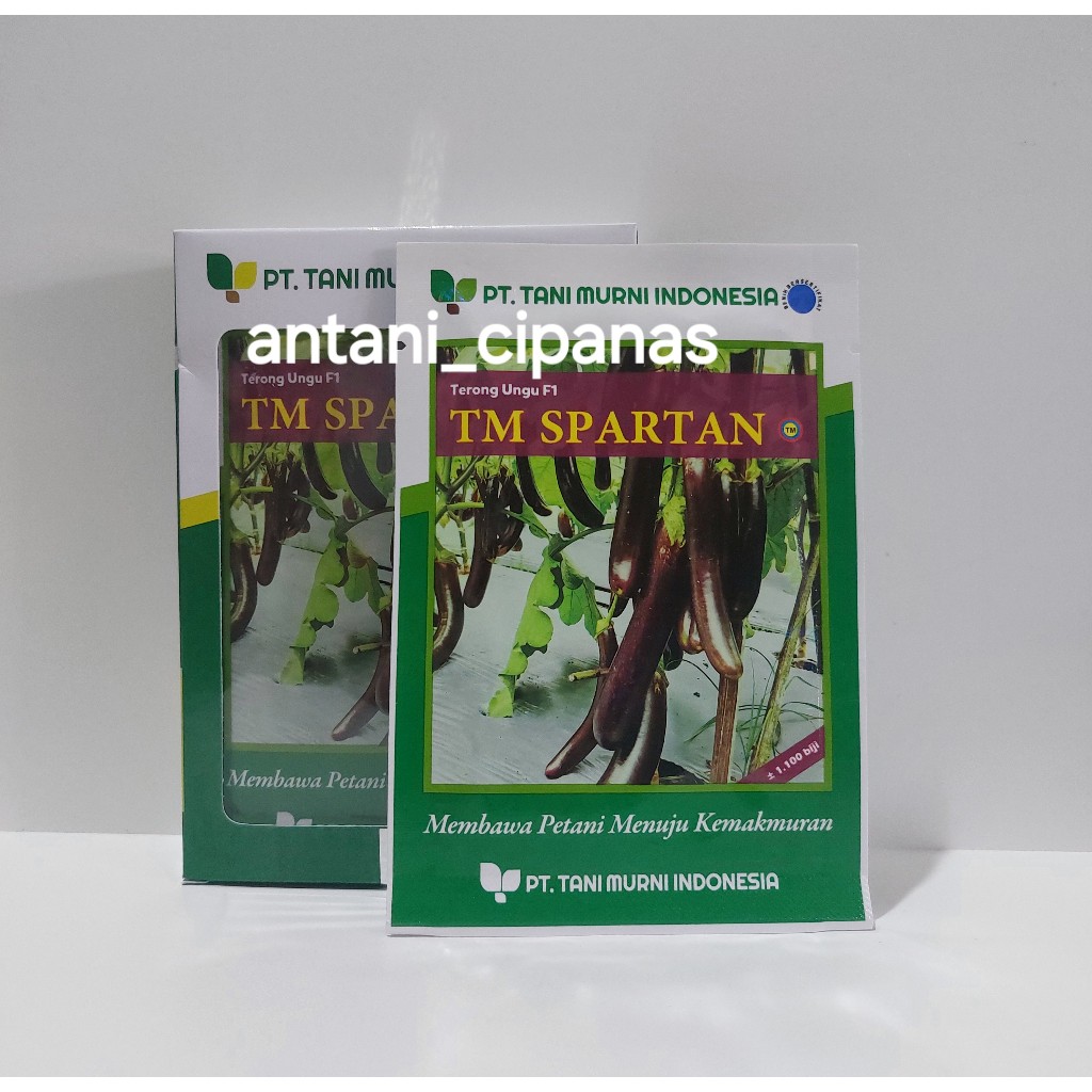 Benih Terong Ungu F1 TM SPARTAN 1.100 BIJI