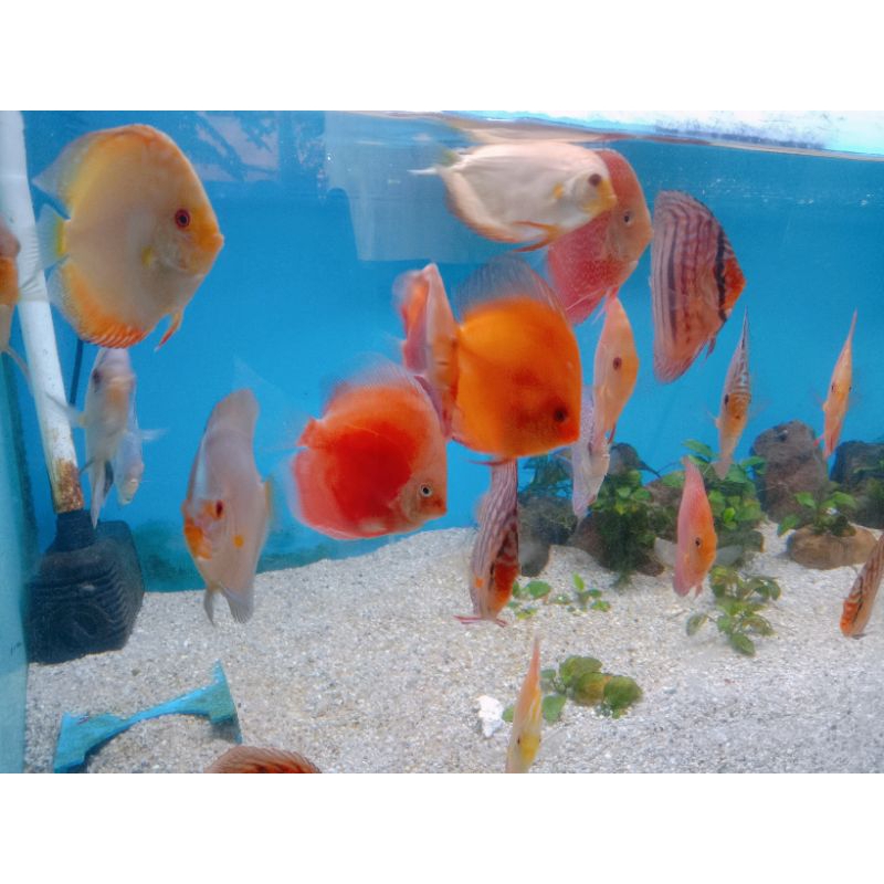 ikan discus 2 inchi