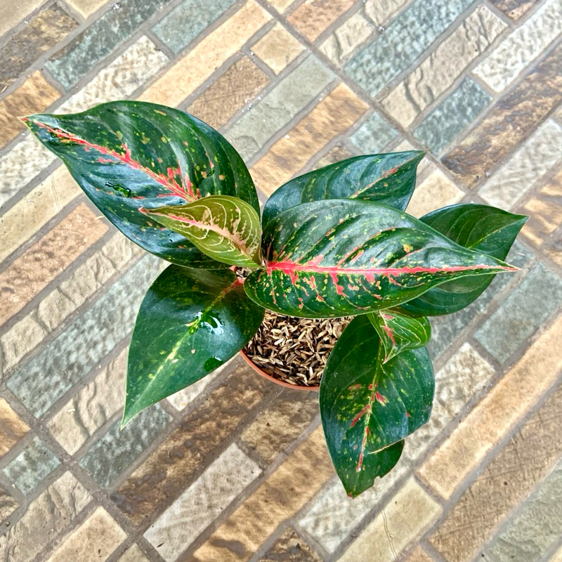 Aglaonema hot lady rumpun 2