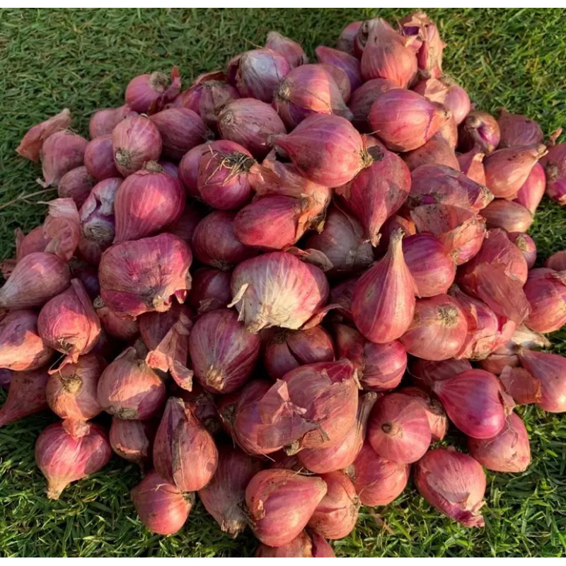 

Bawang Merah 100% Asli nganjuk 1Kg Murah BONUS Mangkok JAGO 1pcs