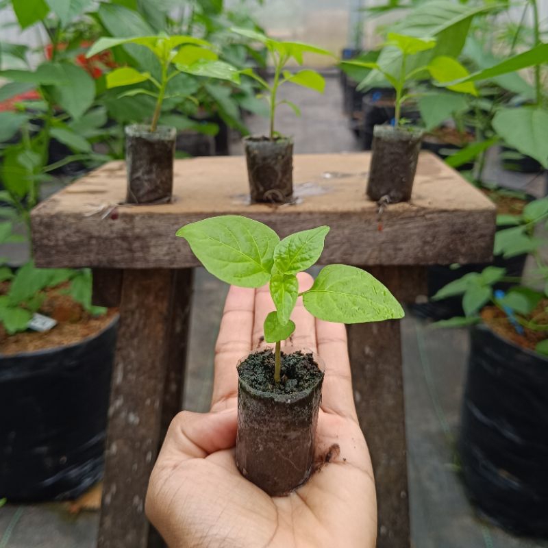 Bibit Lada Katokkon Cabe Katokkon