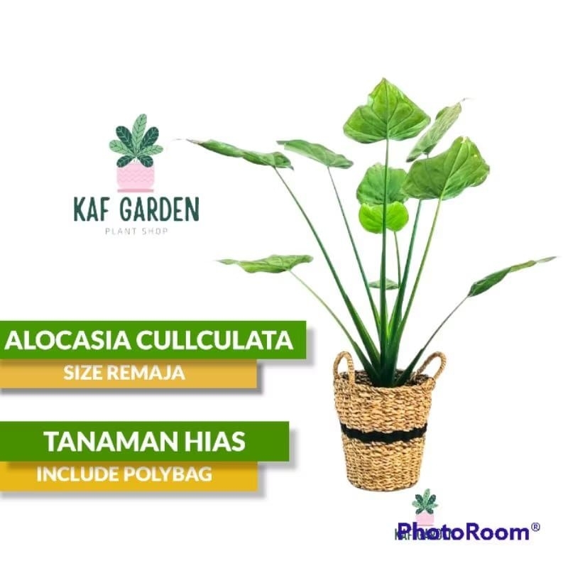 Tanaman Keladi Tikus/ Tanaman Hias Keladi Tikus