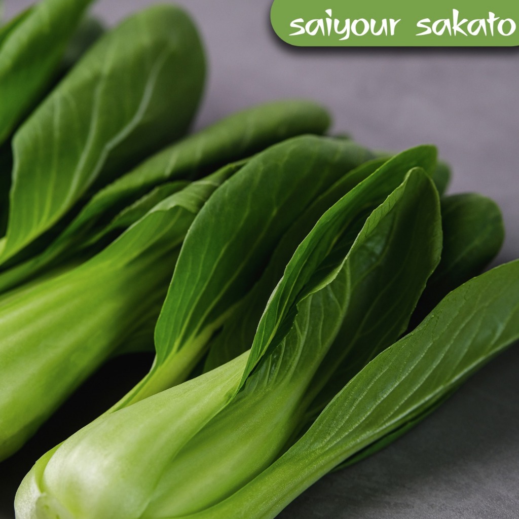 

Pakcoy Per Ikat - Saiyour Sakato