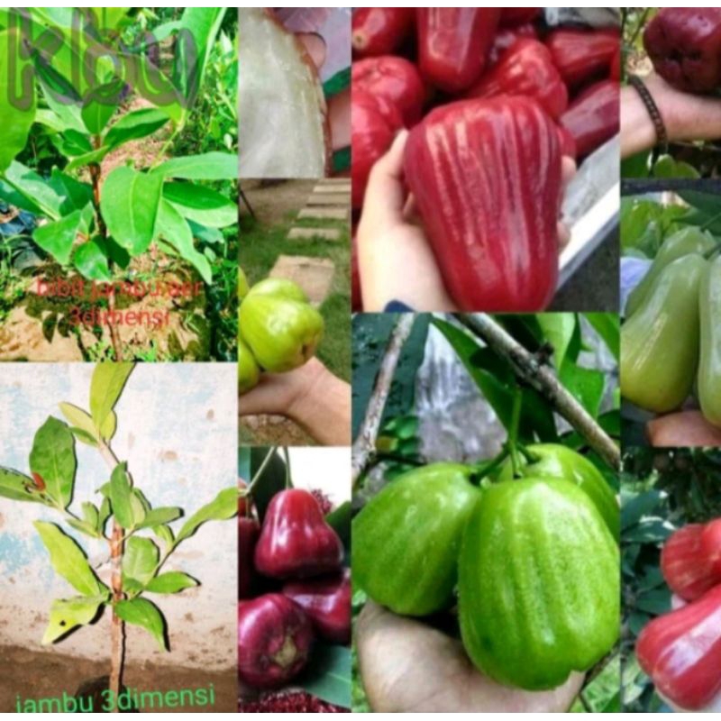 Bibit jambu air 3dimensi 1pohon 3jenis