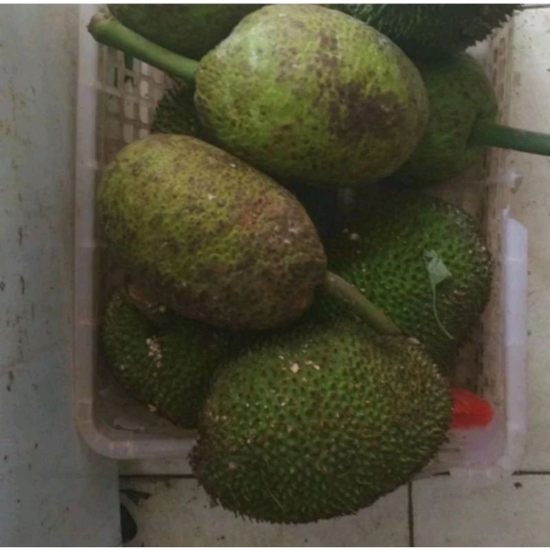 

Buah Sukun
