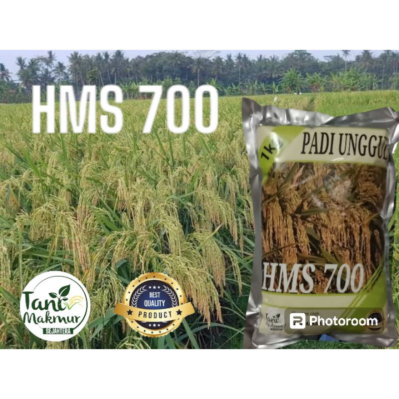 benih padi hms 700 kemasan 1kg