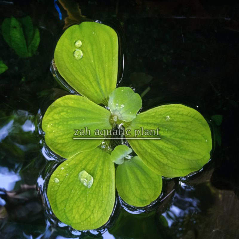 Kapu Kapu/apu apu air tanaman apung penyerap amoniak