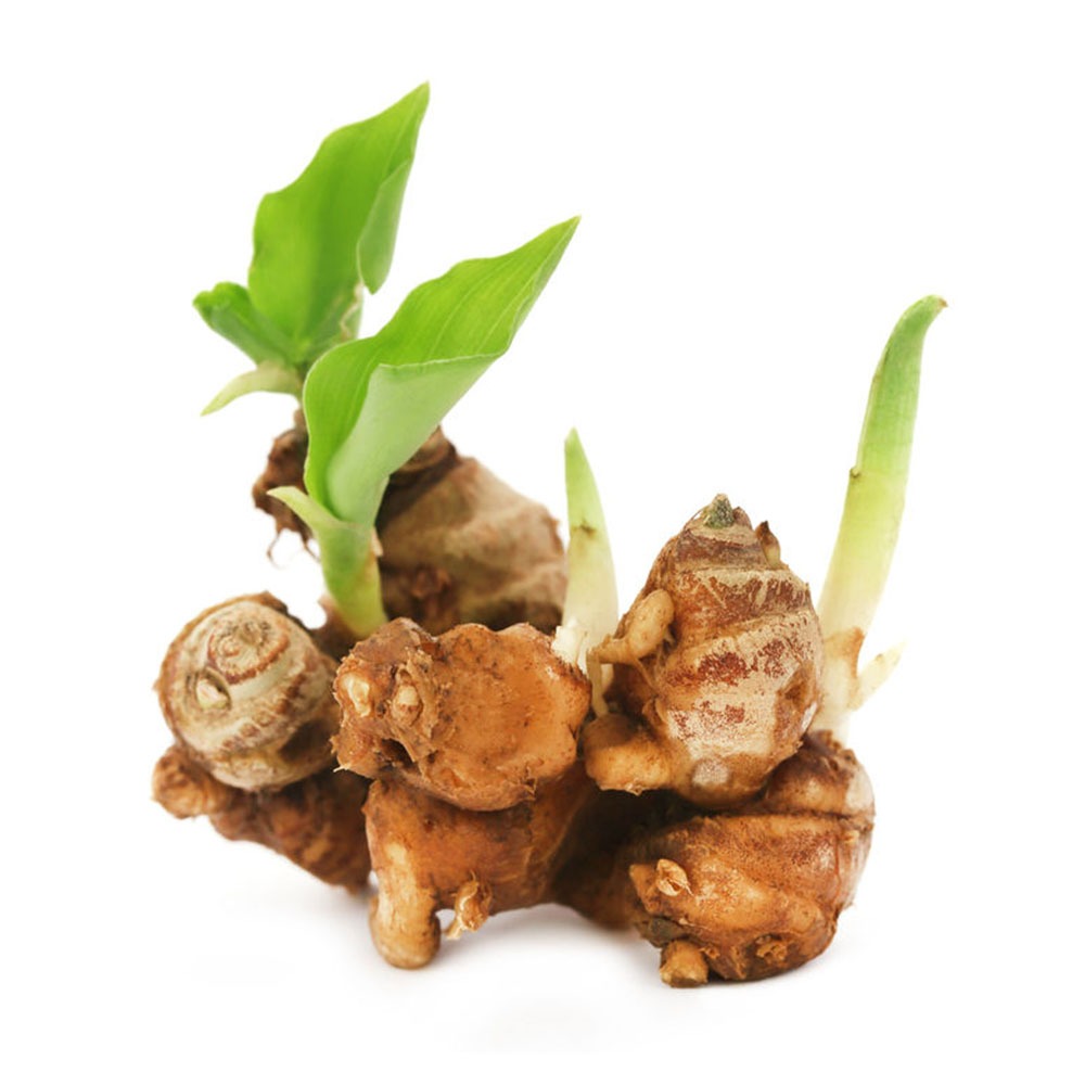 

Bumbu Dapur Kencur Cikur Kawicer Galangal 250 gr