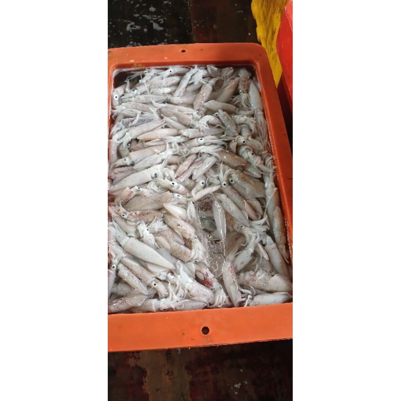 

Cumi-Cumi gembong ukuran jumbo