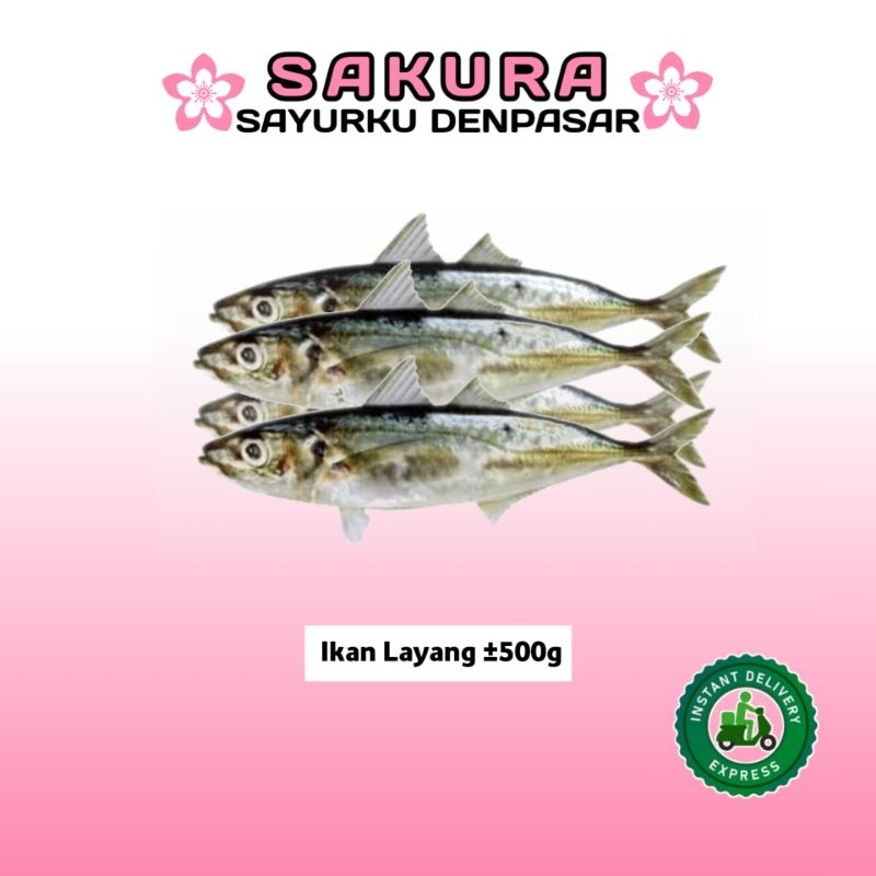 

Ikan Layang Segar ±500g - SAKURA