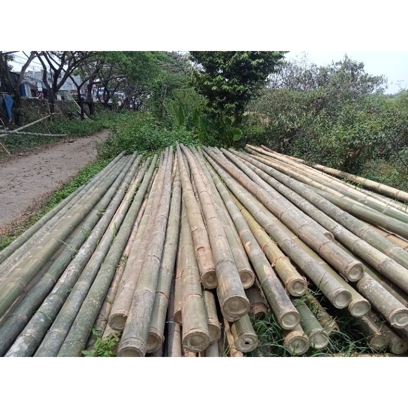 BAMBU GOMBONG BAMBU JUMBO per 25batang 50batang