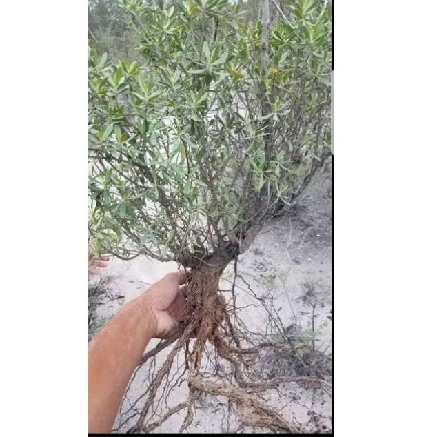 paketan santigi karang 5 pohon kualitas baik