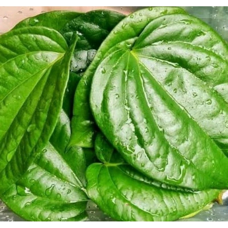 

Daun sirih segar 500 grm - Daun sirih hijau segar organik