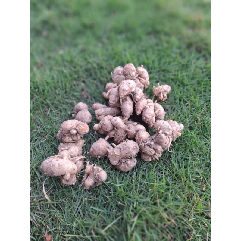 

Kencur Jawa Segar 1 Kg
