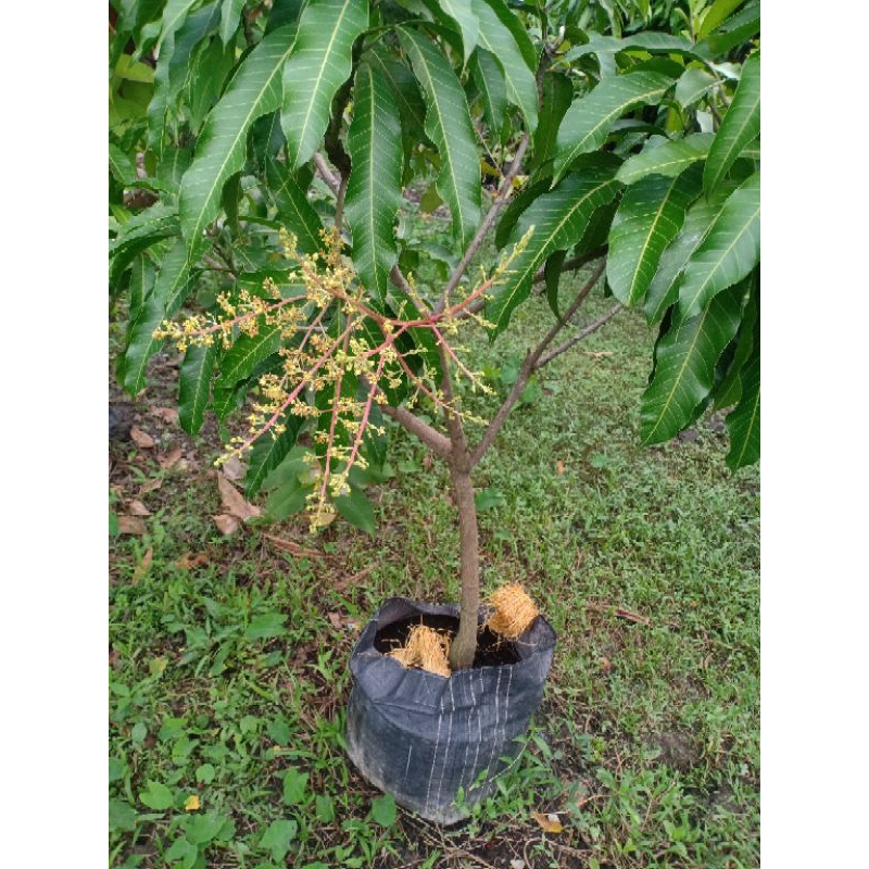 Bibit tabulampot mangga okyong cangkok susu