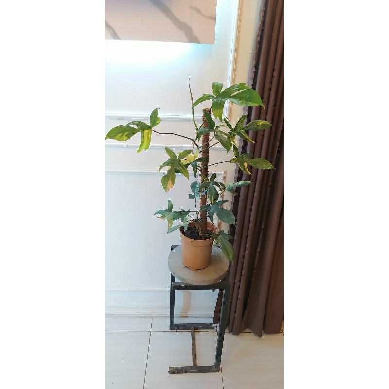 philodendron Florida beauty varigata