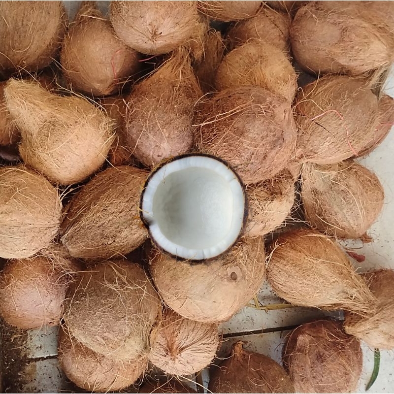 

KELAPA PARUT