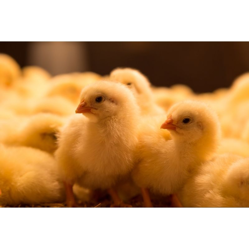 Paket Murah (20Ekor) Bibit Ayam Boiler Ras Pedaging