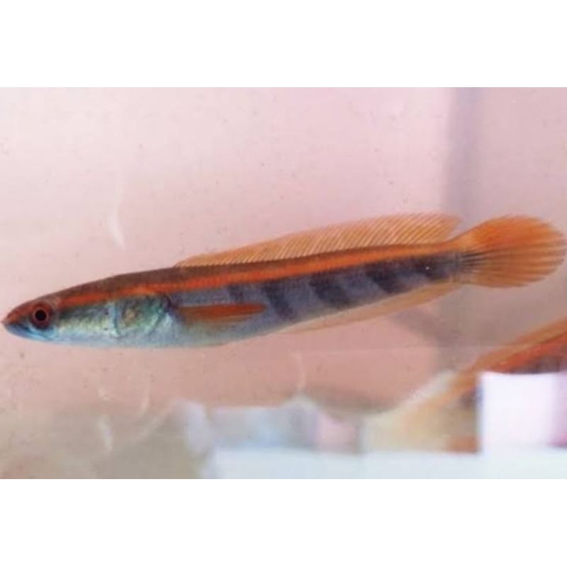 paket maru red Barito/red sampit size 6-9cm