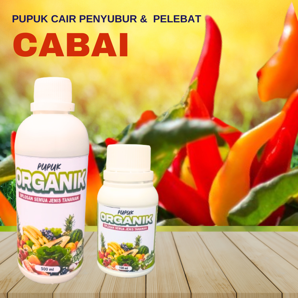 Pupuk Cabe Rawit Agar Berbuah Lebat Booster Pelebat Cabe Rawit Pupuk Cabai Berbuah terus menerus