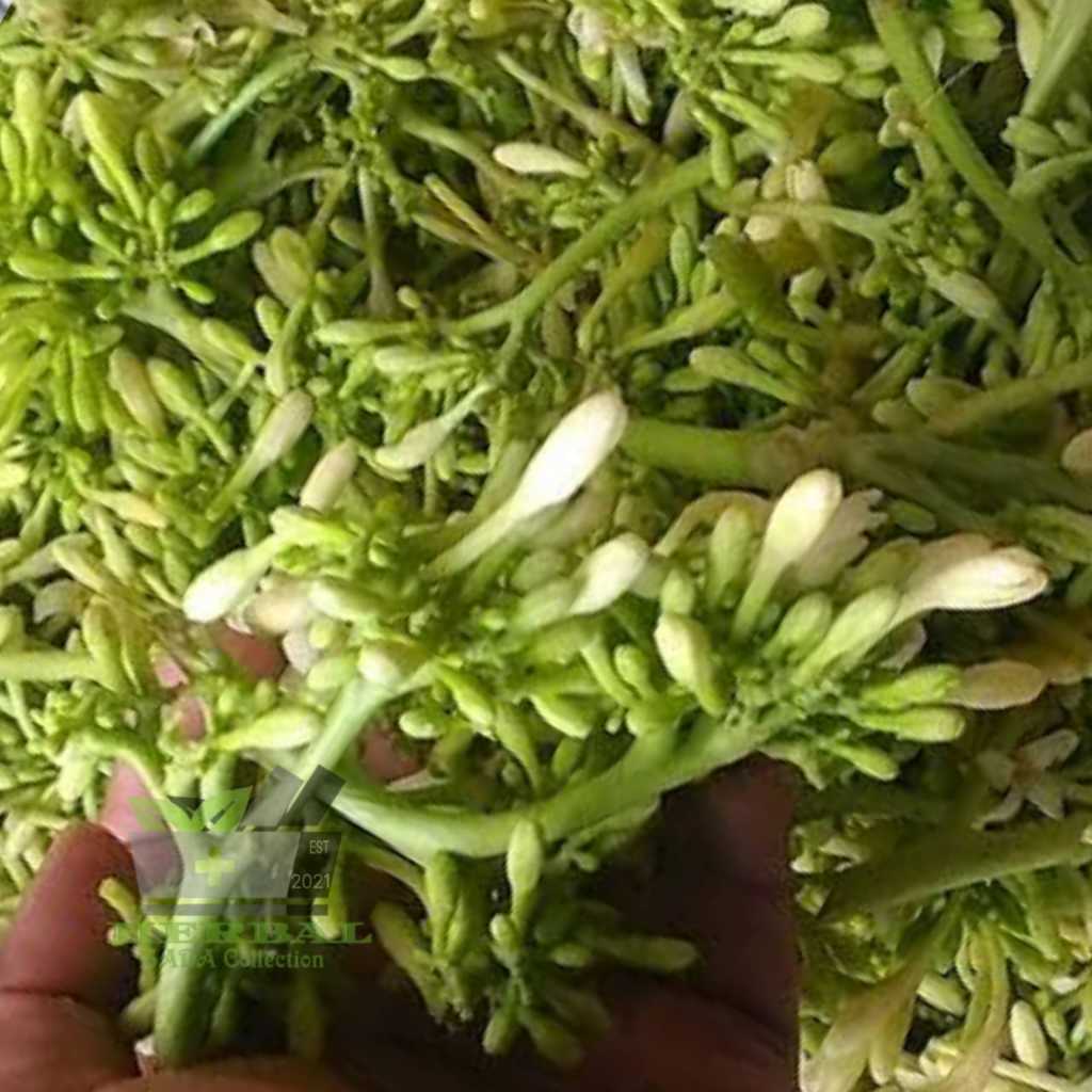 

Promo Jual Bunga Pepaya Segar fresh petik