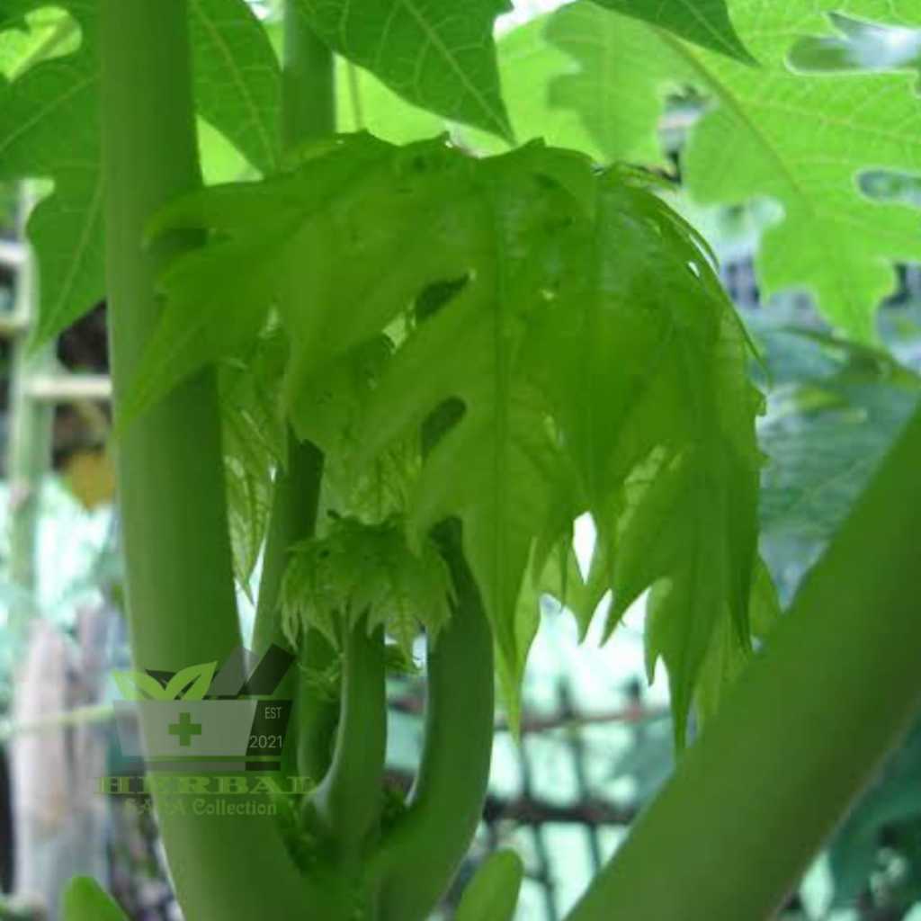 

Jual Lalapan Daun Pepaya Muda 1 kg Segar